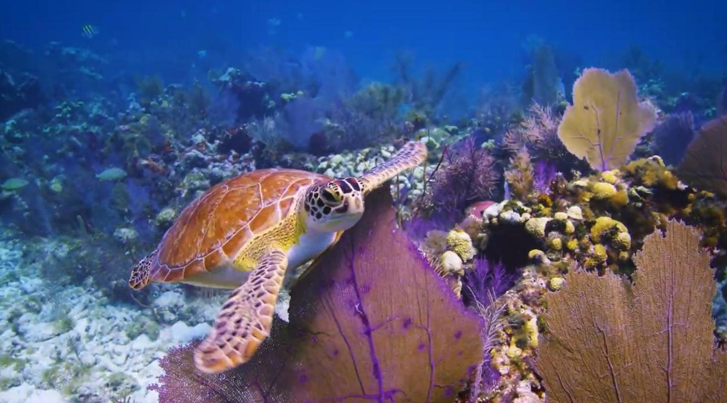 Sea turtle swimming over vibrant coral reef underwater.