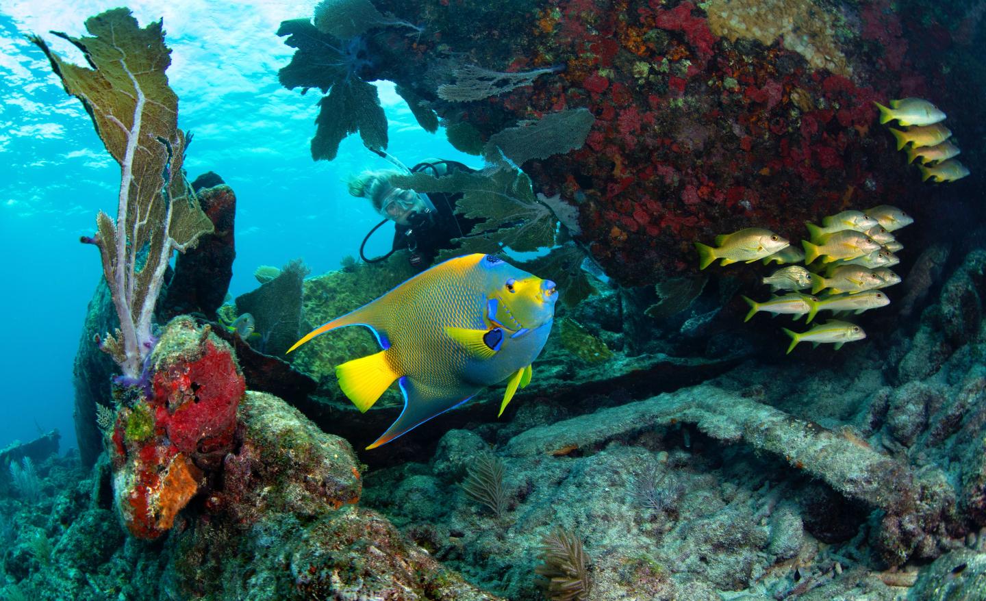 Colorful fish swimming near coral reef underwater.