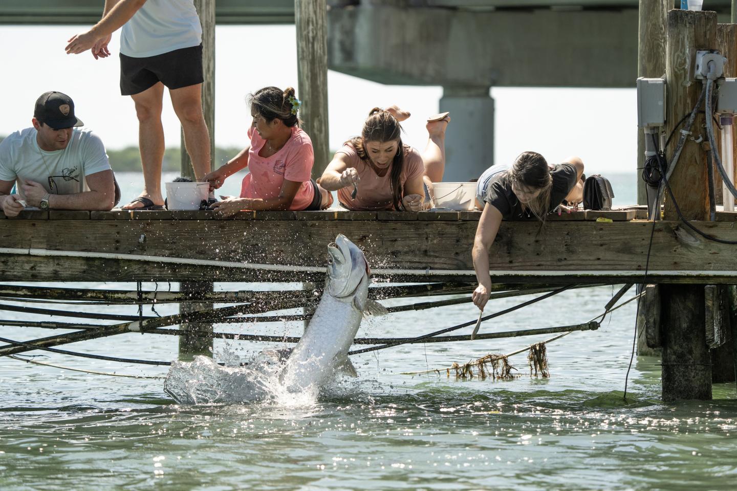 A group of people on a dock feeding a large fish jumping from the water.