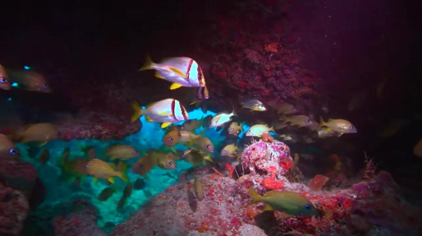 Colorful fish swimming in a vibrant coral reef cave.