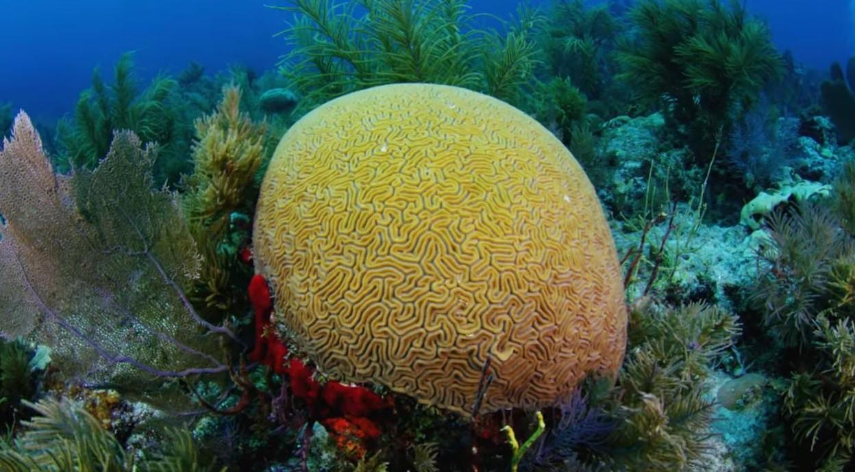 Yellow brain coral surrounded by colorful marine plants underwater.
