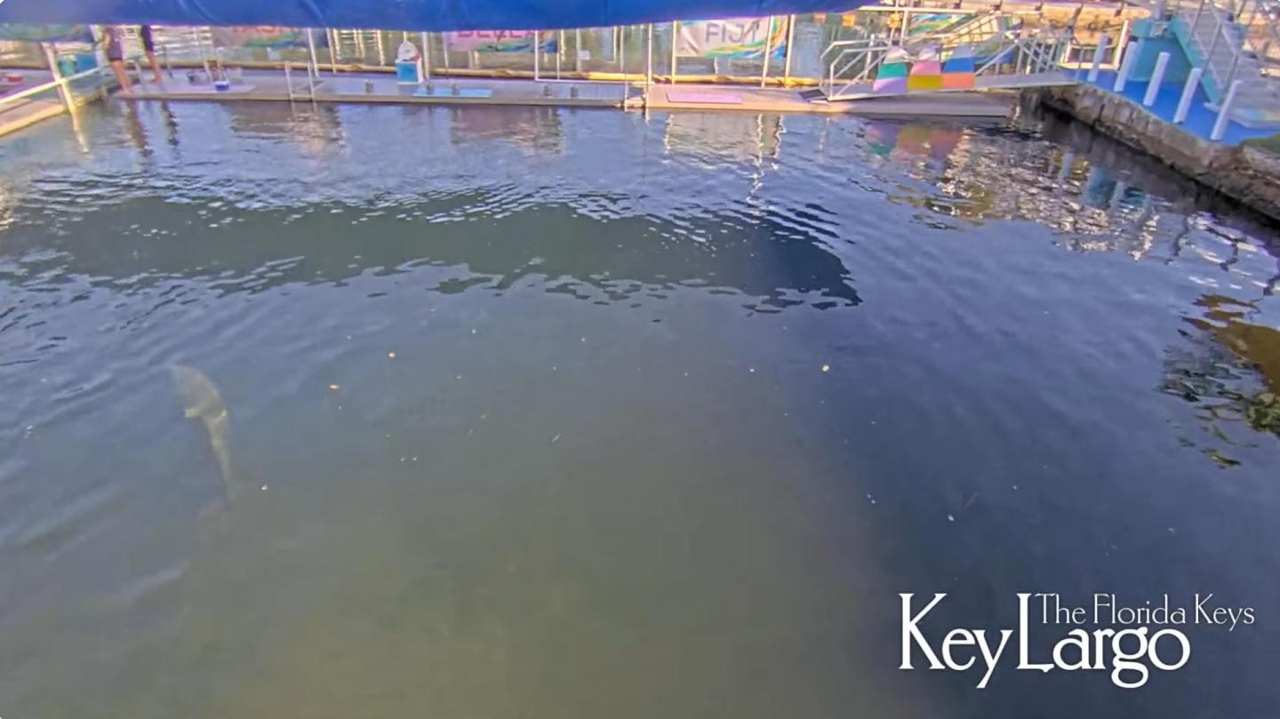 Waterfront area with a visible dolphin fin swimming near the surface.