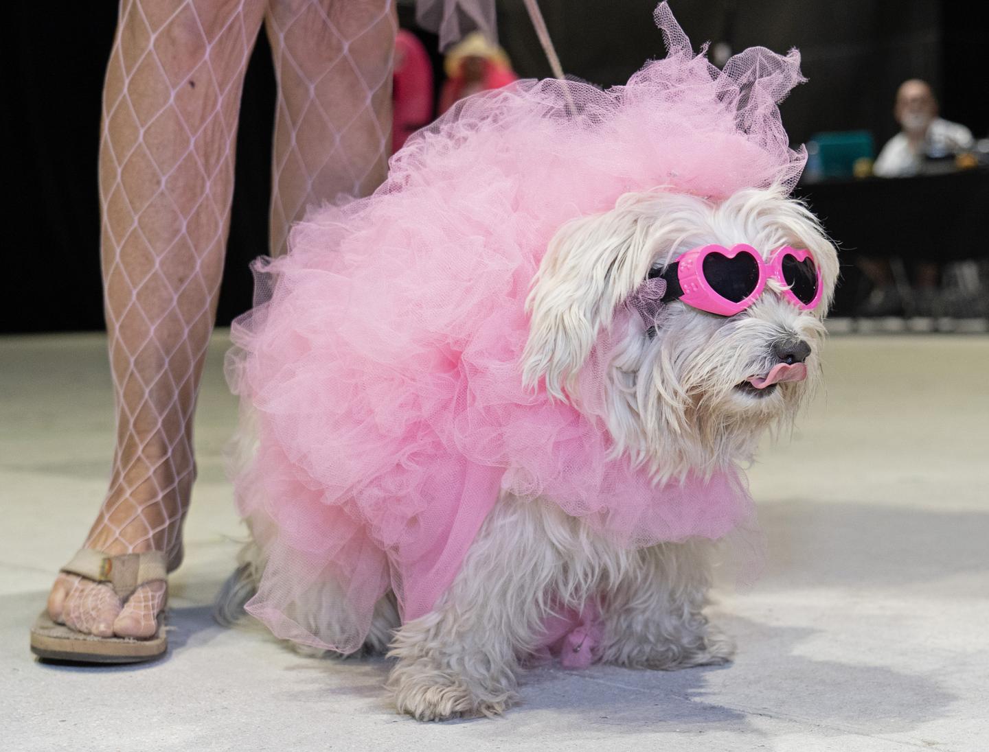 Dog in a pink tutu and sunglasses next to a person