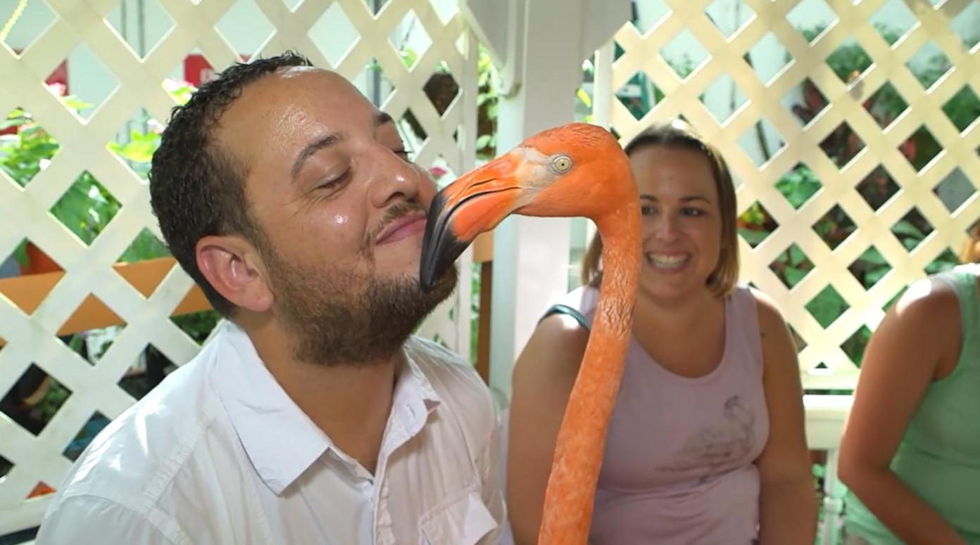 Man and flamingo touching noses, smiling, with lattice background.