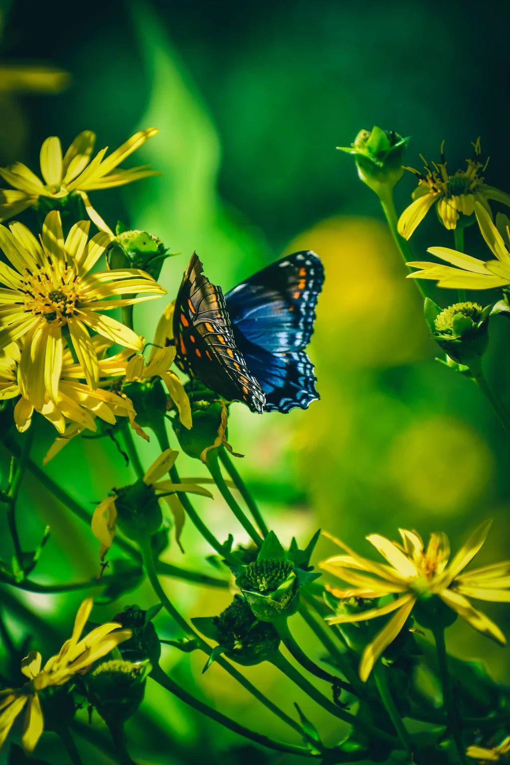 Blue butterfly perched on yellow flowers with a blurred green background.