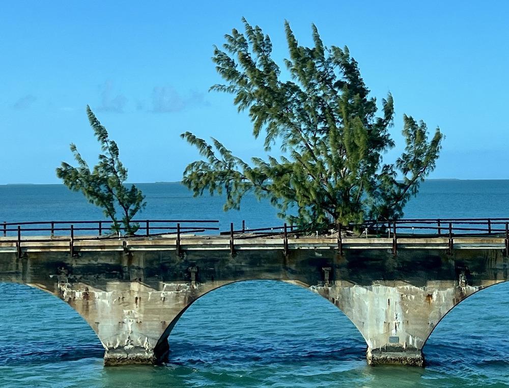 Old bridge with trees growing on it over blue water and sky.