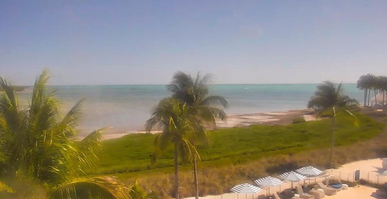 Beach with palm trees, clear sky, and turquoise ocean.