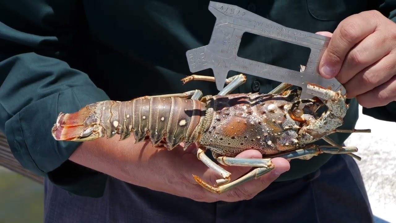 A person measuring a lobster with a gauge in their hands.