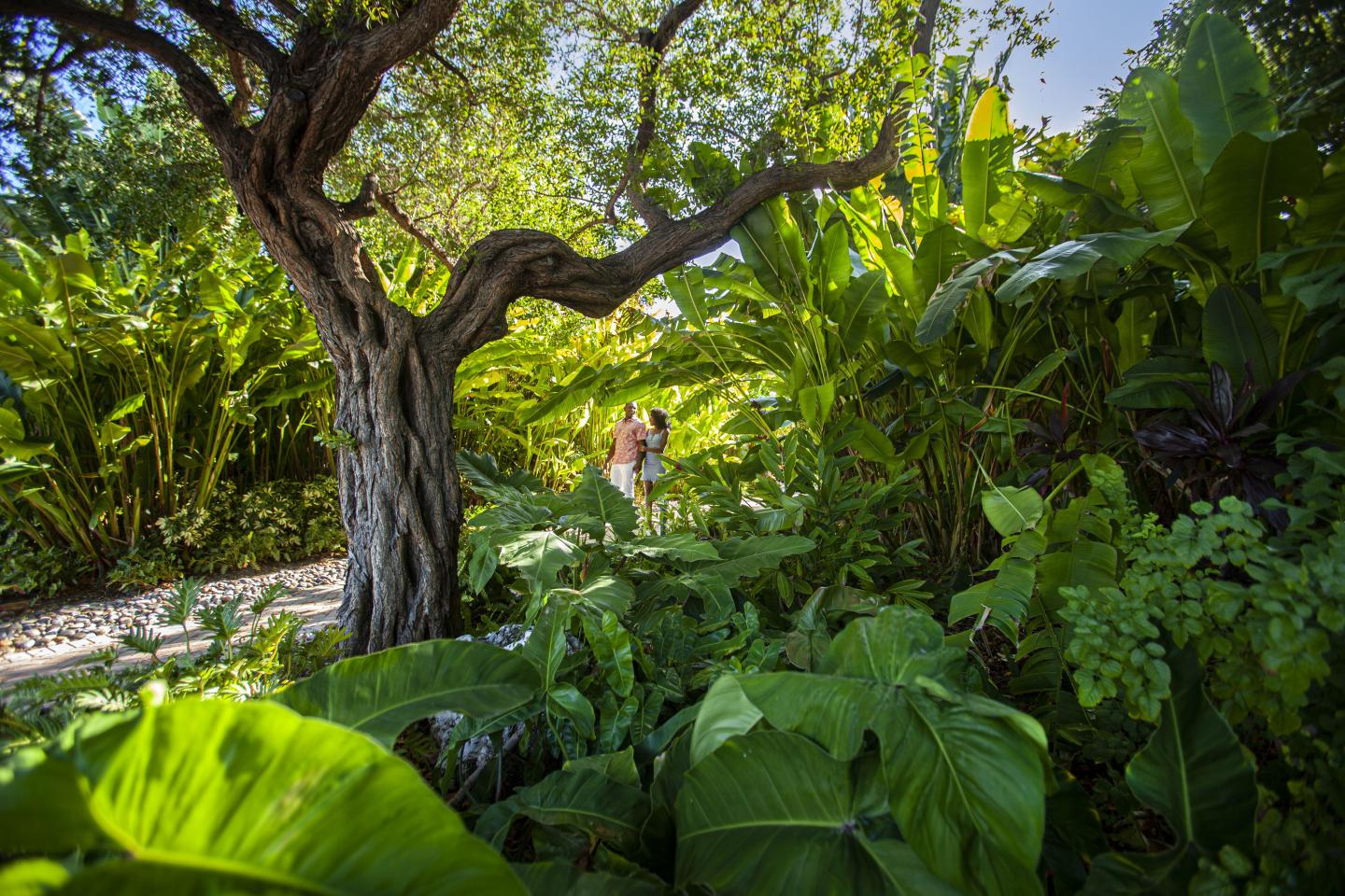 Lush garden with a twisted tree, large green leaves, and a sunny sky.