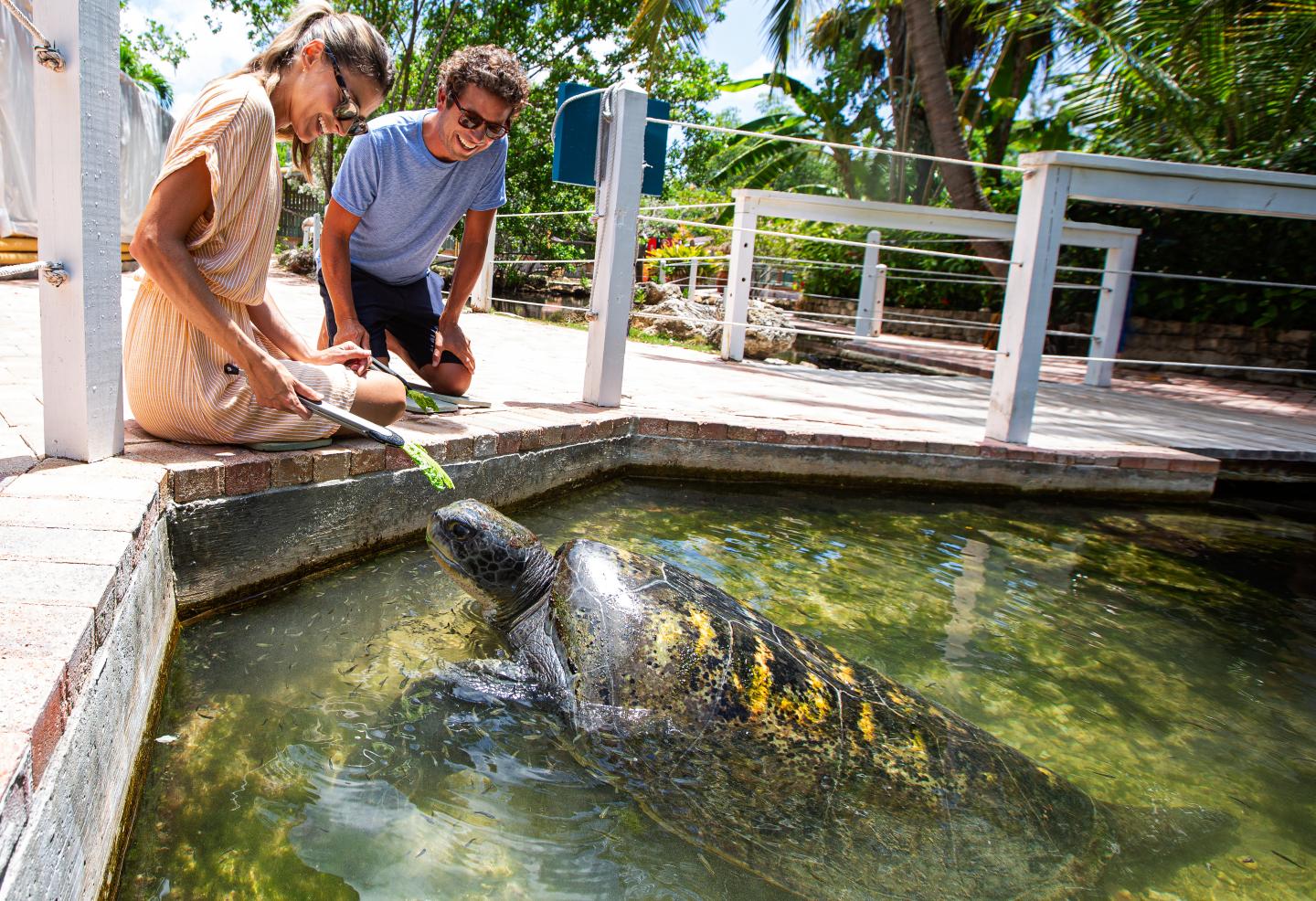 Two people feeding a large sea turtle in a sunny outdoor enclosure.
