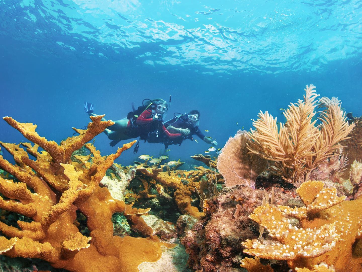 Divers exploring vibrant coral reef underwater.