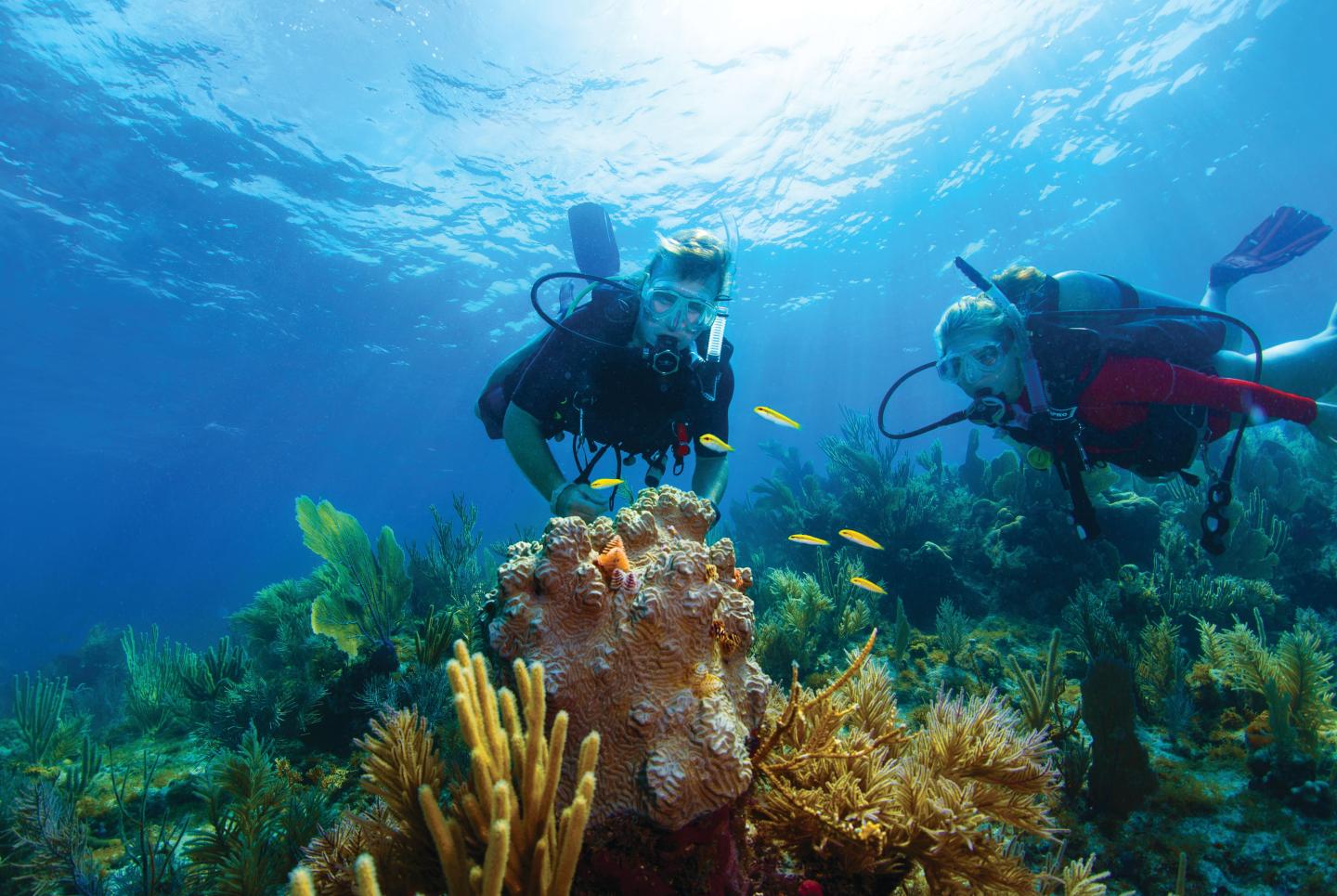 Scuba divers exploring colorful coral reef underwater.