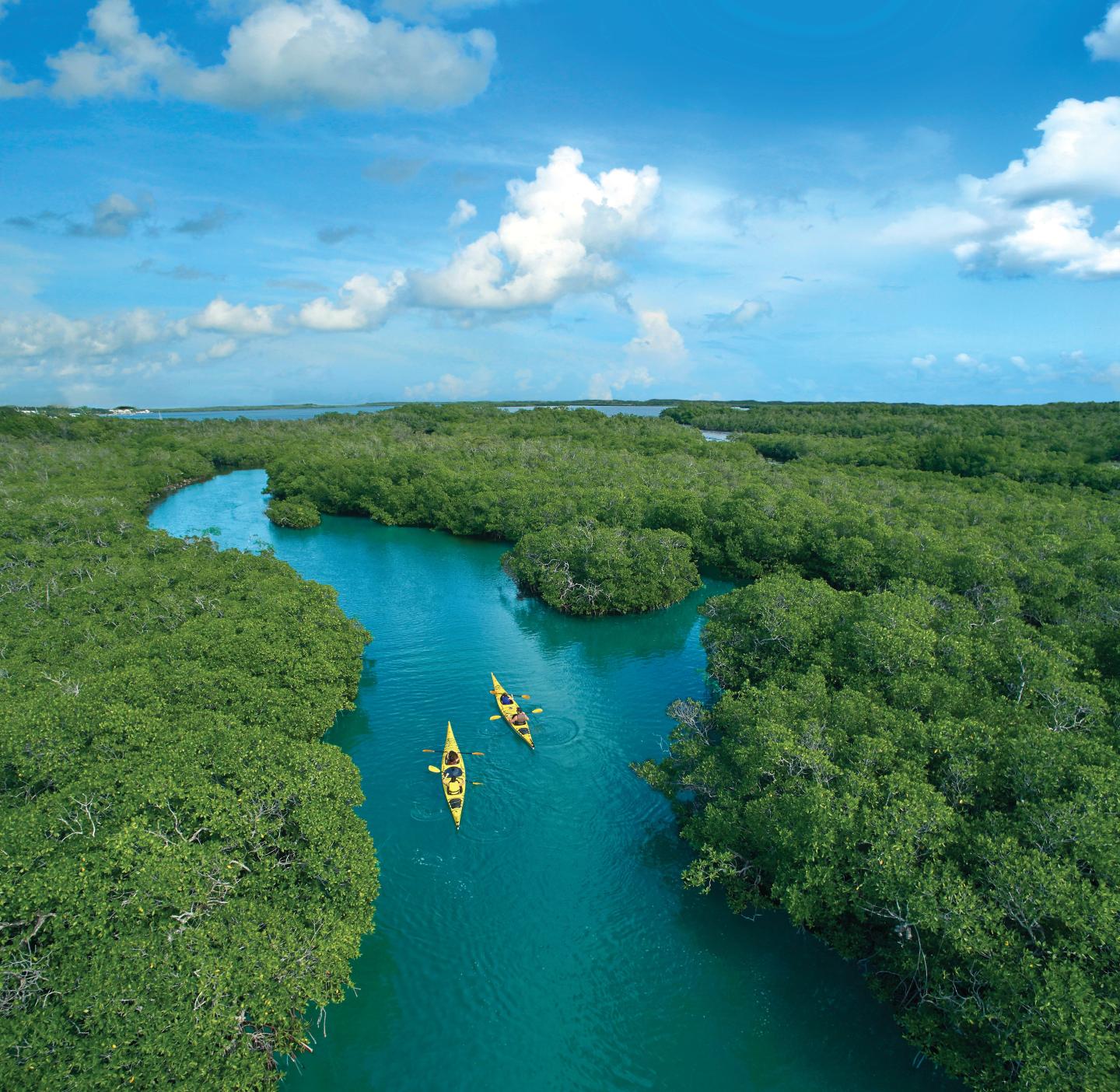 Kayaks paddling through a lush green mangrove river under a blue sky.