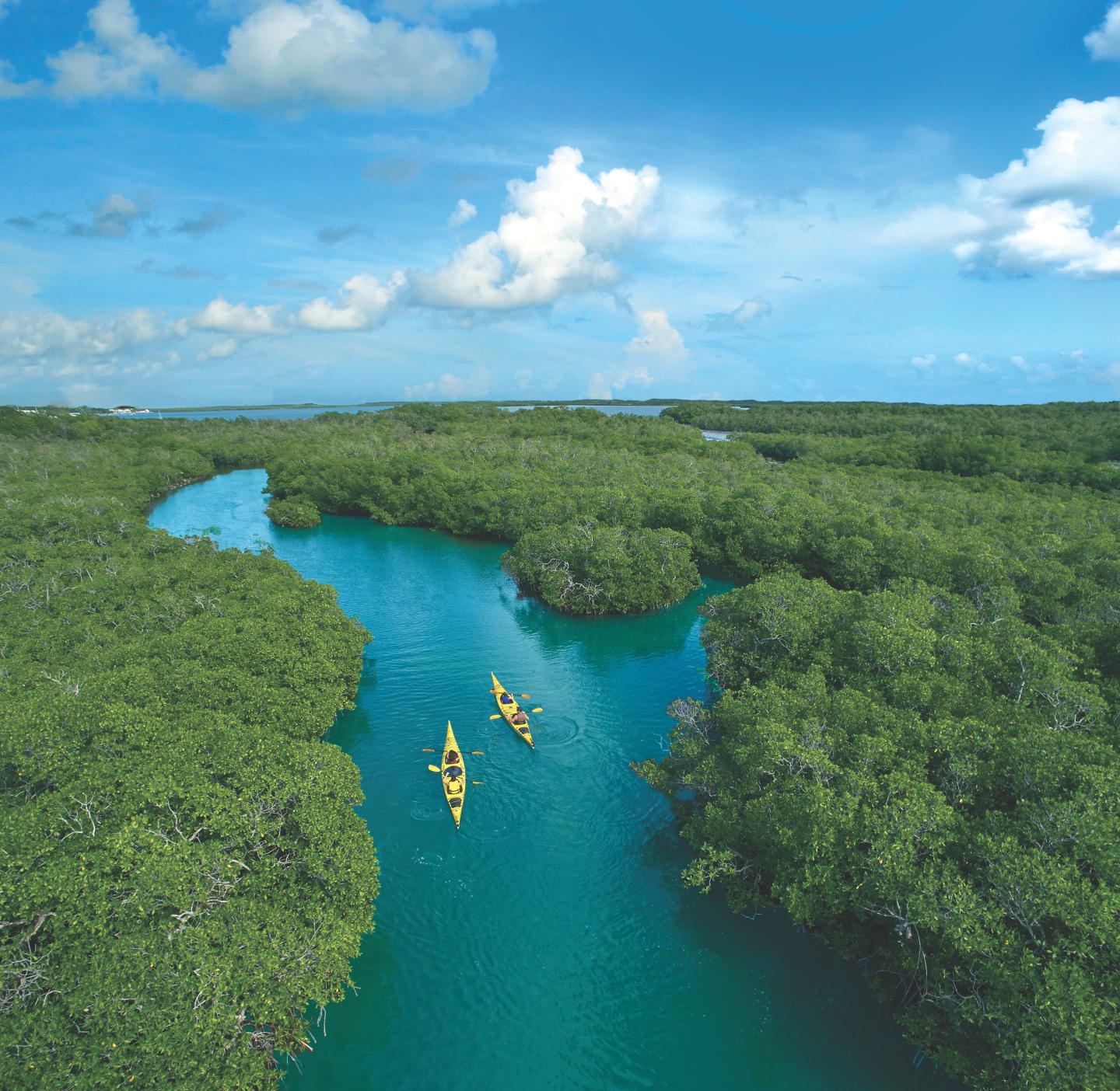 Kayakers paddle through winding turquoise waters amid lush green mangroves under a blue sky.