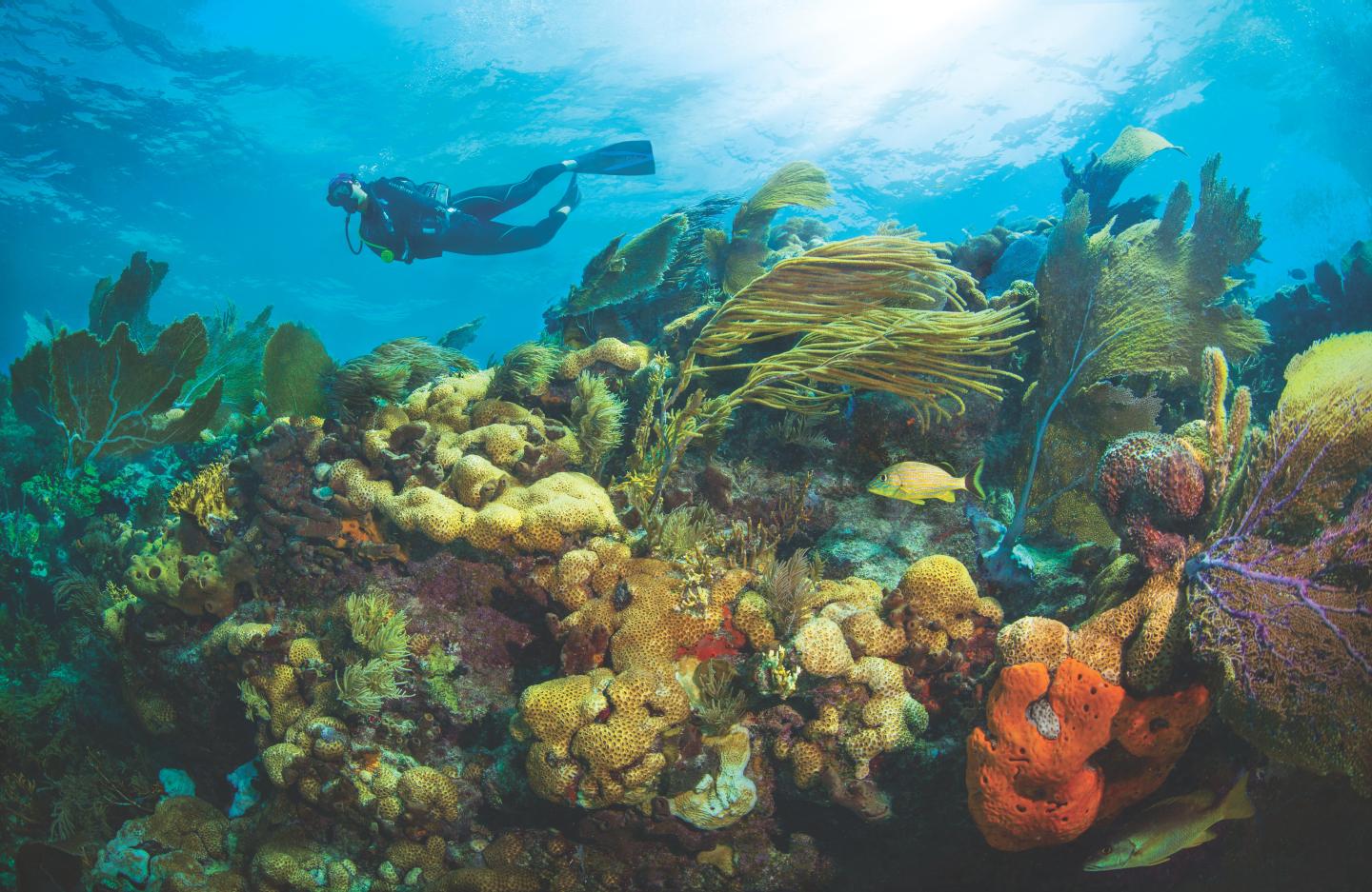 Scuba diver exploring vibrant coral reef underwater.