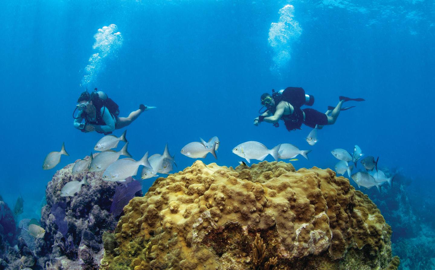 Divers swimming over vibrant coral reef with colorful fish.