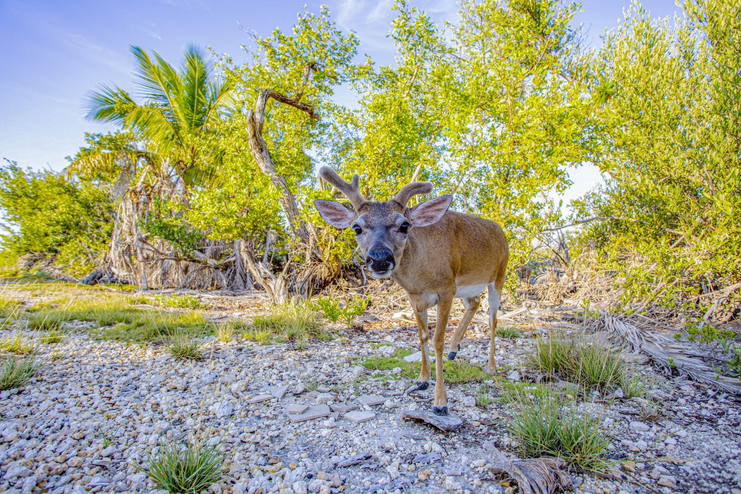 Deer standing on rocky ground with green trees and blue sky.
