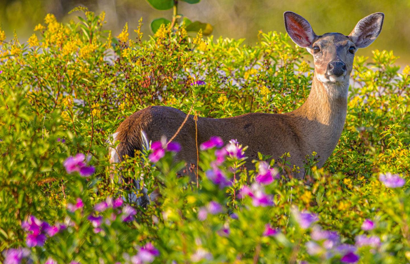Deer standing among colorful wildflowers.