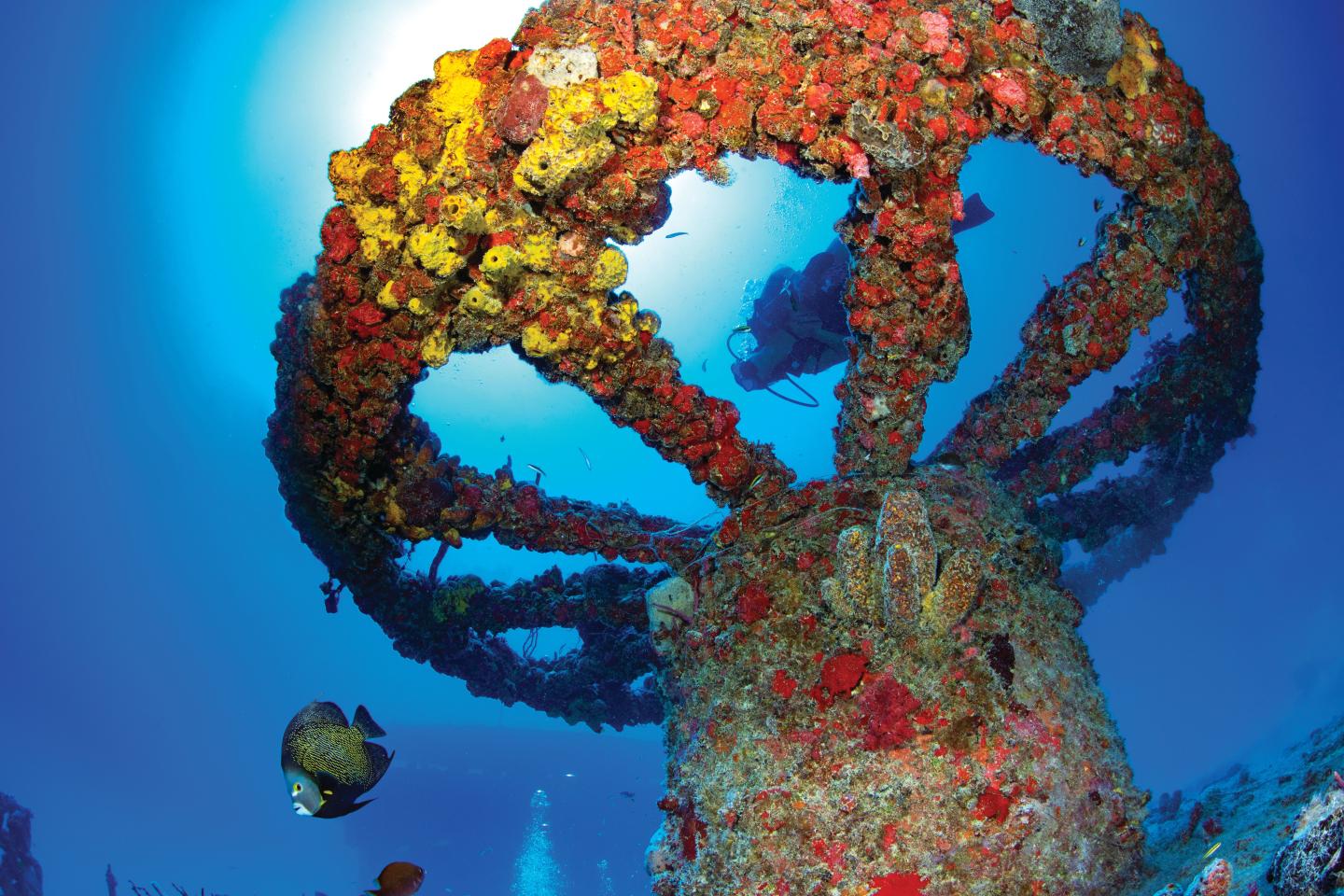Underwater coral-covered structure with fish swimming nearby.