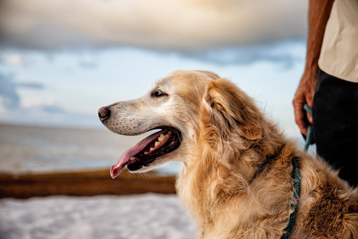 Golden retriever on a beach, tongue out, beside a person.