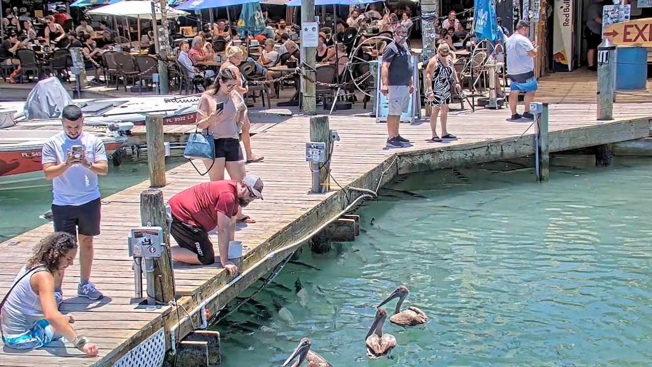 People feeding pelicans from a dock over blue water, with a busy outdoor restaurant nearby.