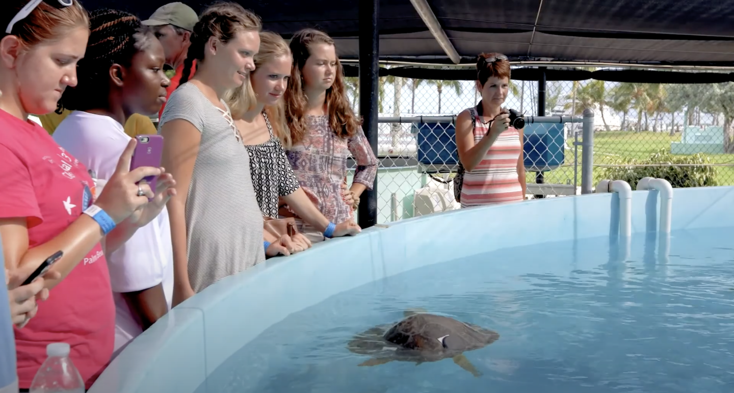 Group of people observing a sea turtle in a pool.