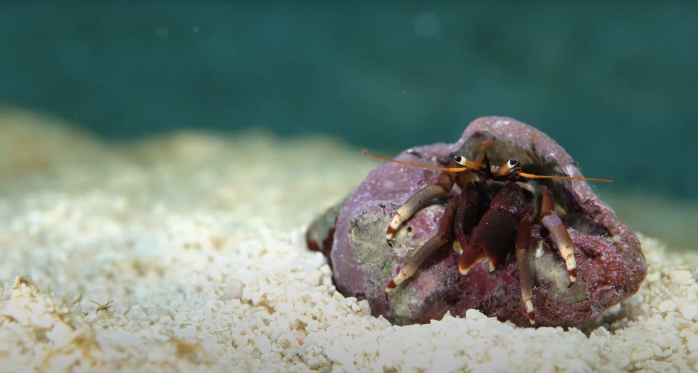 Hermit crab in a purple shell on sandy ocean floor.