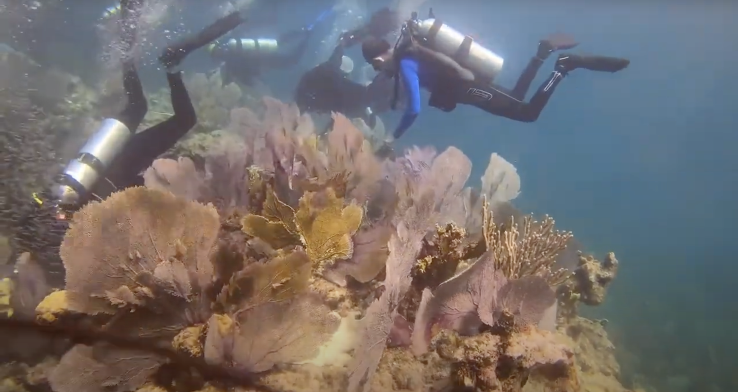Divers exploring colorful coral underwater.