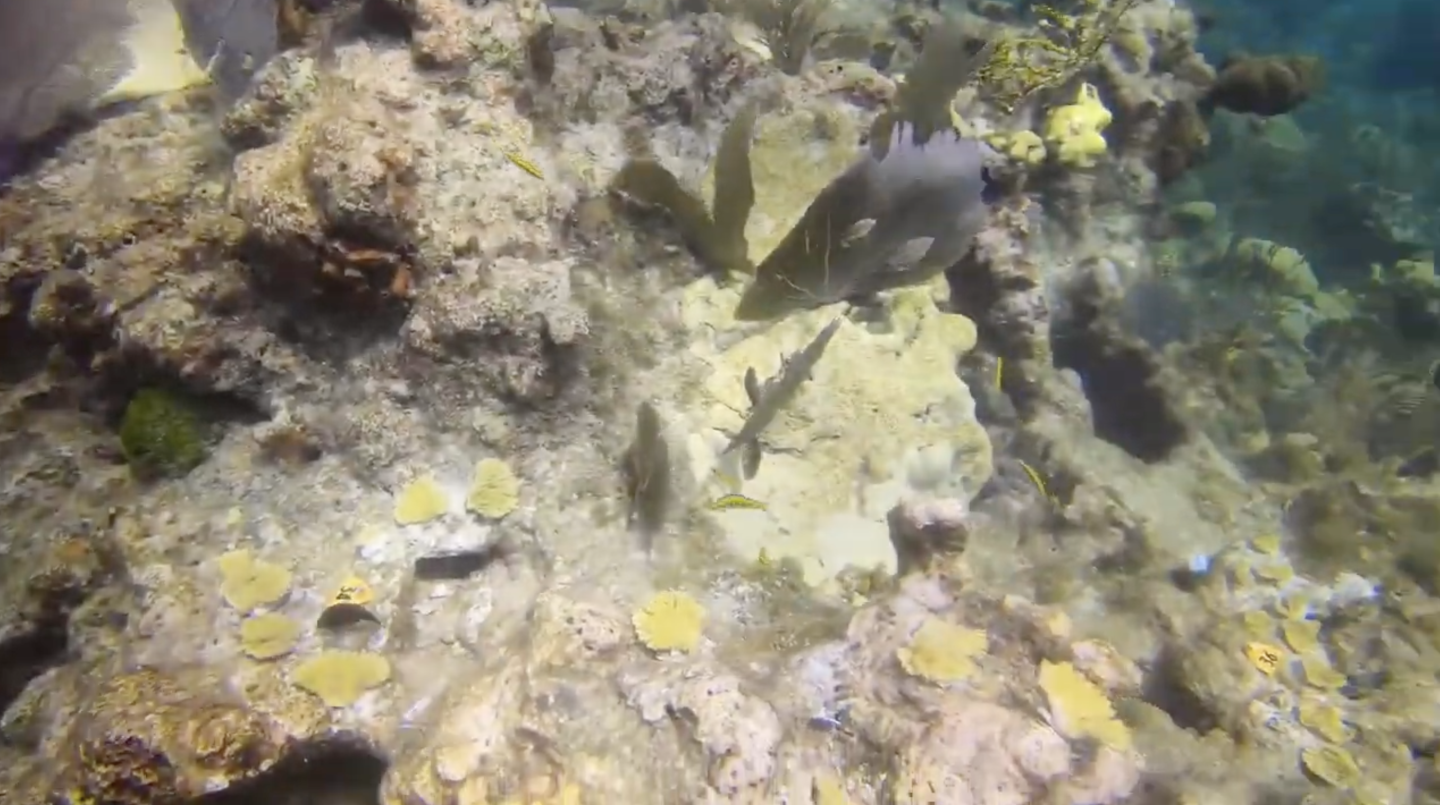 Underwater coral reef with colorful corals and fish swimming around.