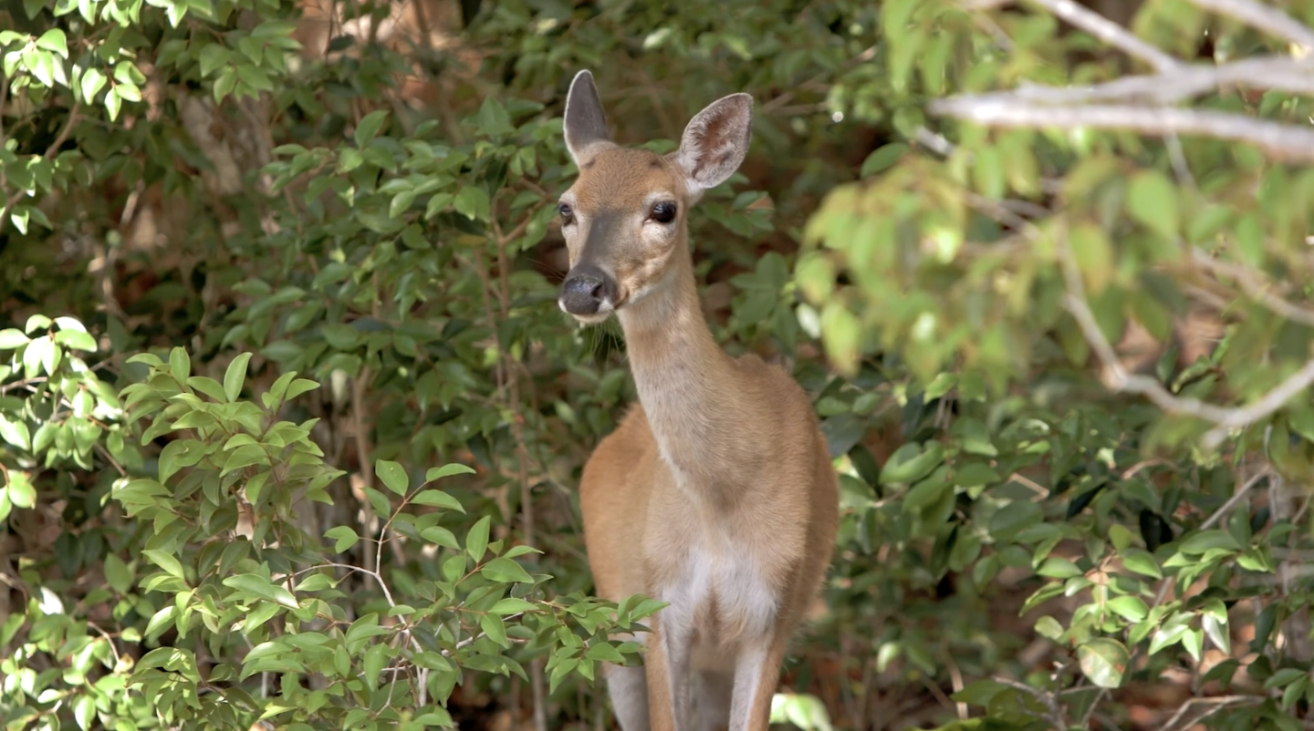 Deer standing among green foliage.