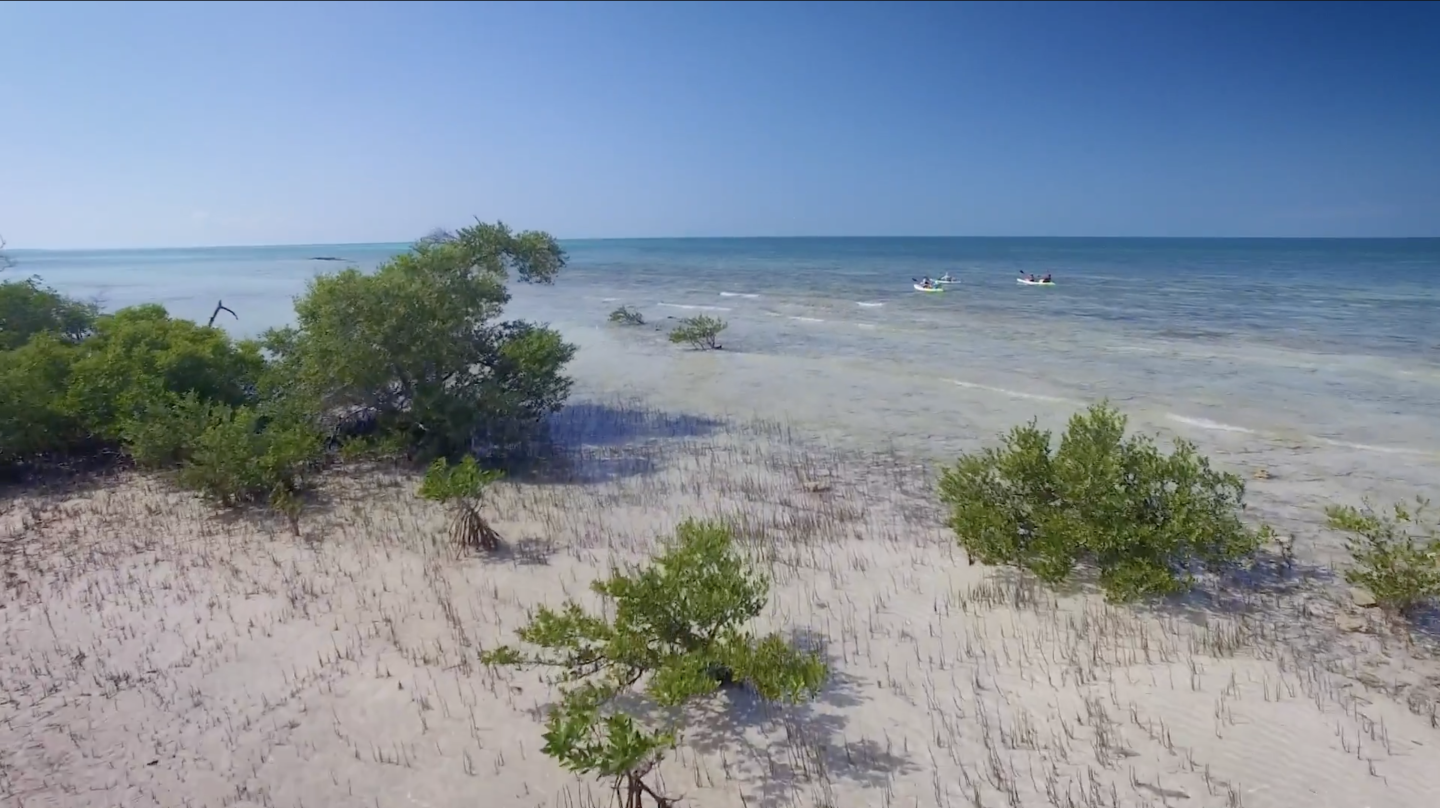 Coastal view with sandy beach and scattered green shrubs under a clear blue sky.