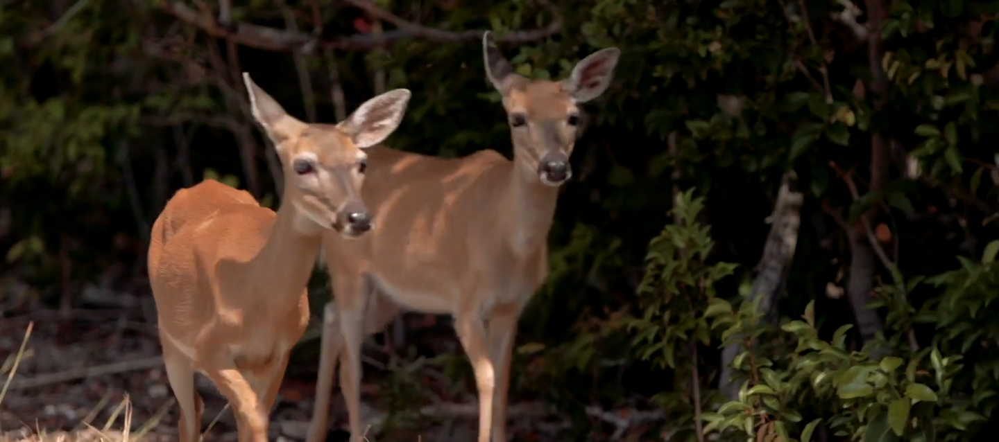 Two deer standing together in a forest, surrounded by greenery.