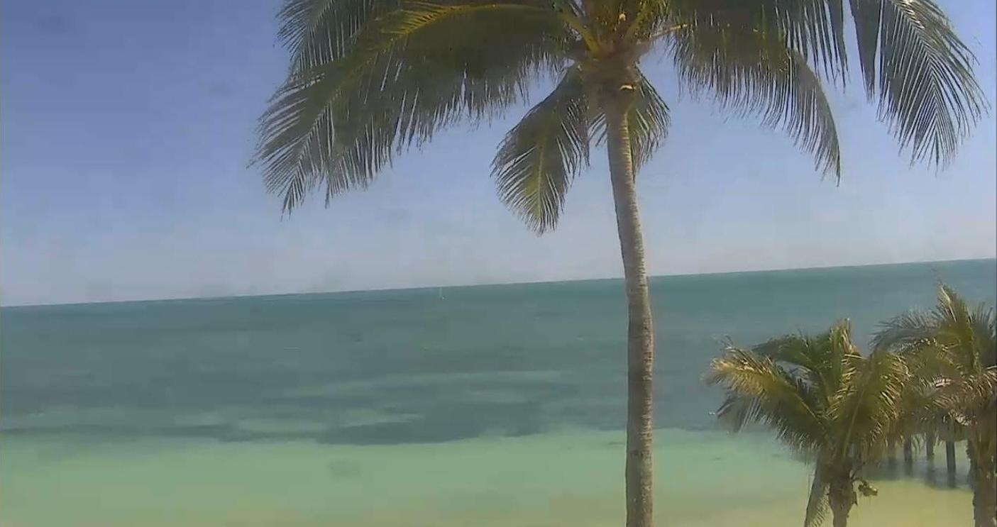 Palm trees by a sunny, turquoise ocean.