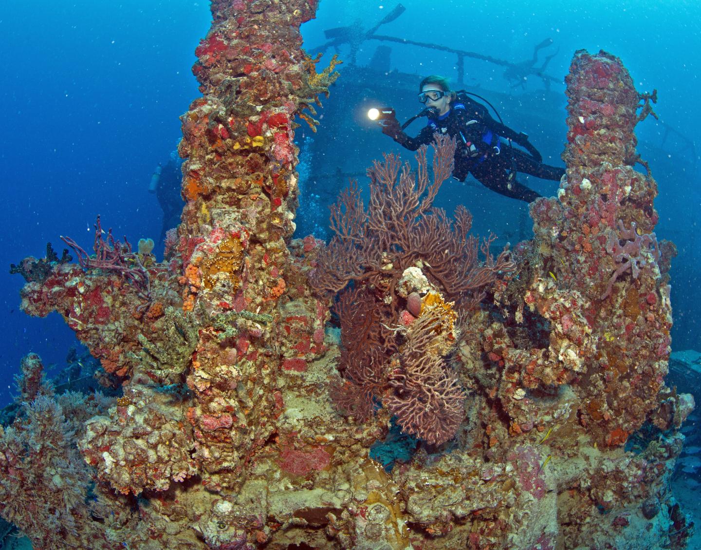 Scuba diver exploring vibrant coral reef underwater.