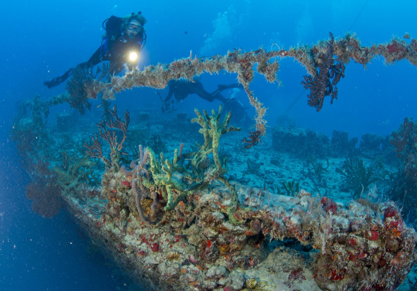 Divers explore a coral-covered shipwreck under a clear blue sea.
