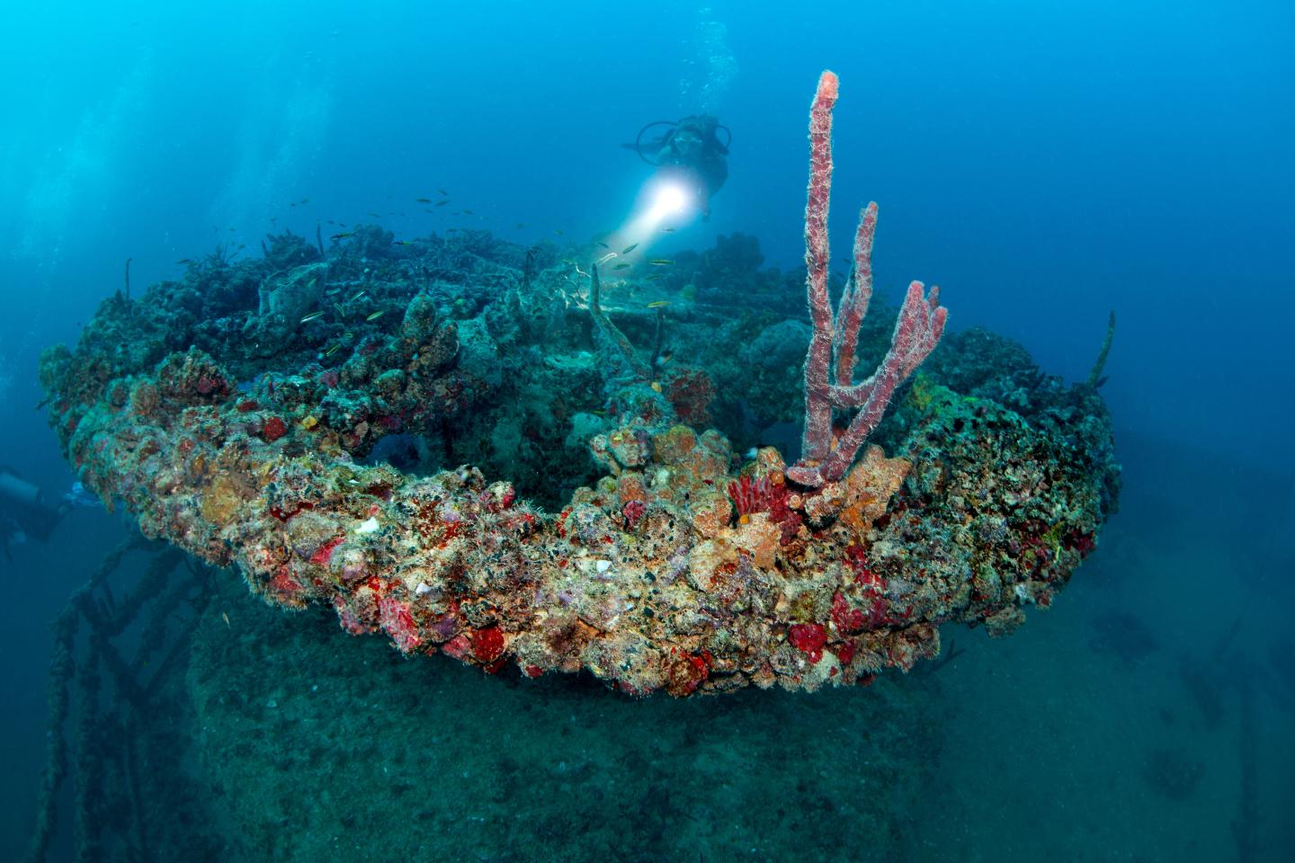 Underwater scene with coral-covered shipwreck and diver's light in the background.