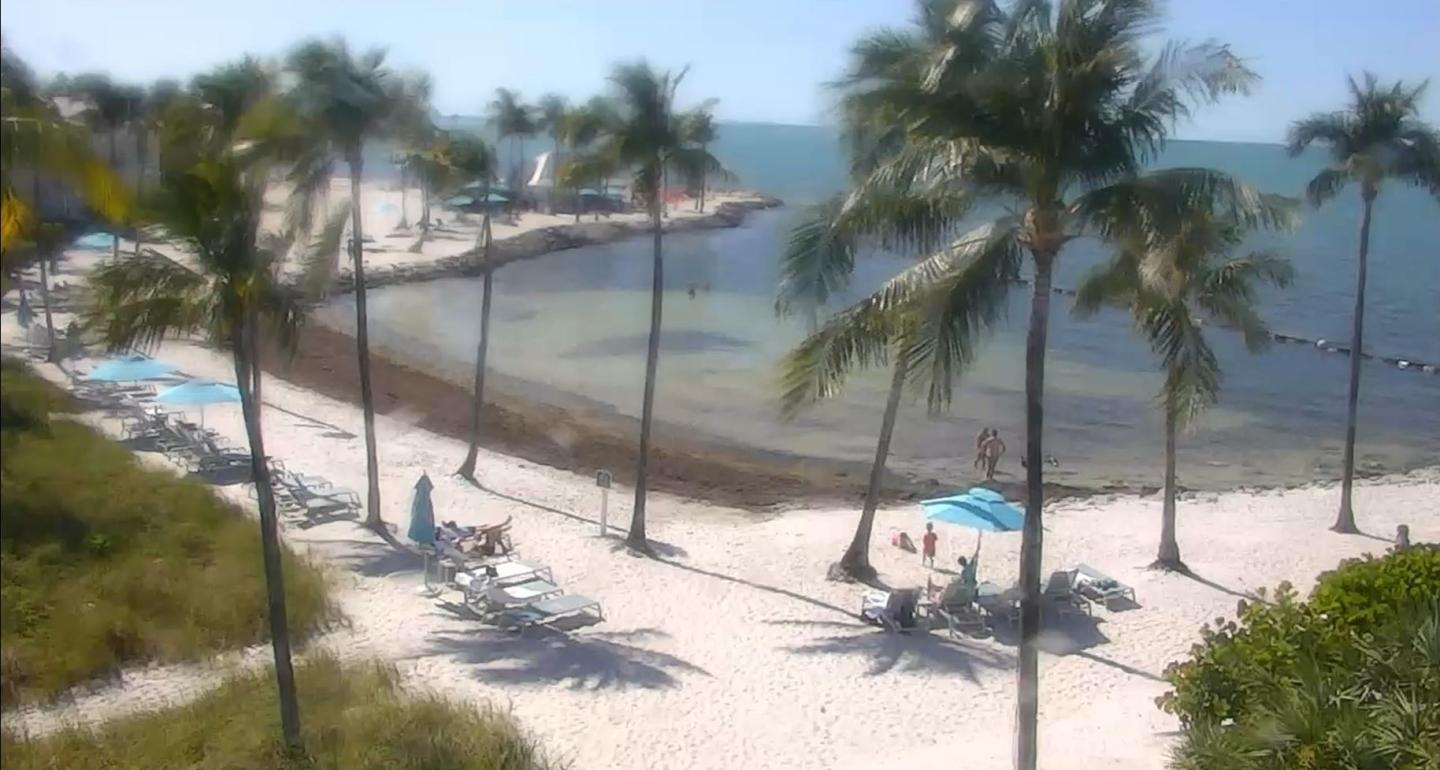Beach with palm trees, lounge chairs, and a calm ocean under a clear blue sky.