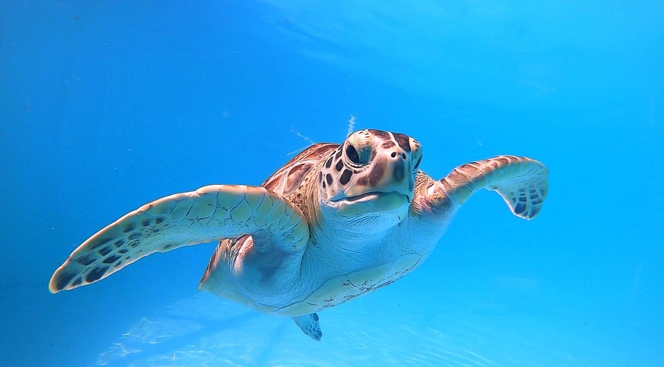 Sea turtle swimming underwater in clear blue water.