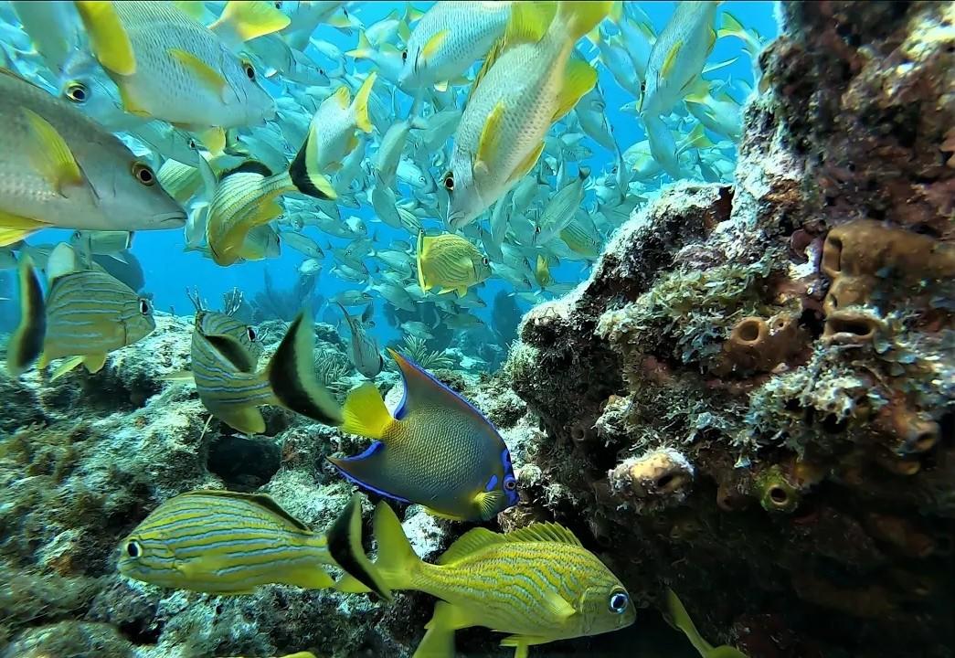 Colorful fish swimming near a coral reef underwater.