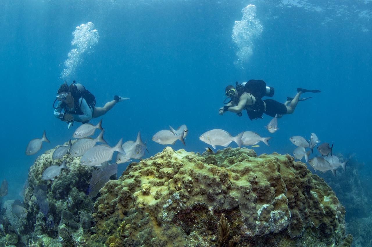 Scuba divers exploring coral reef with fish.
