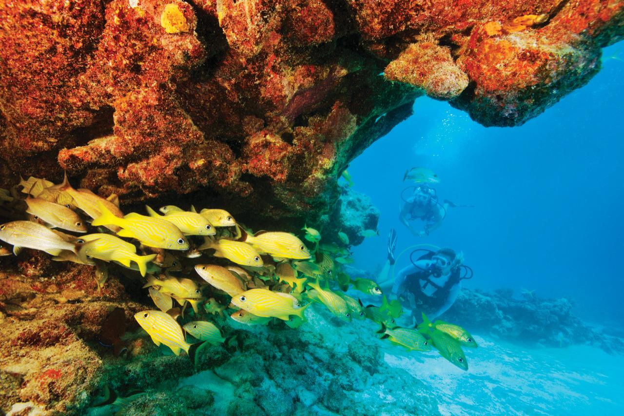 Underwater scene with yellow fish near coral reef, diver in the background.