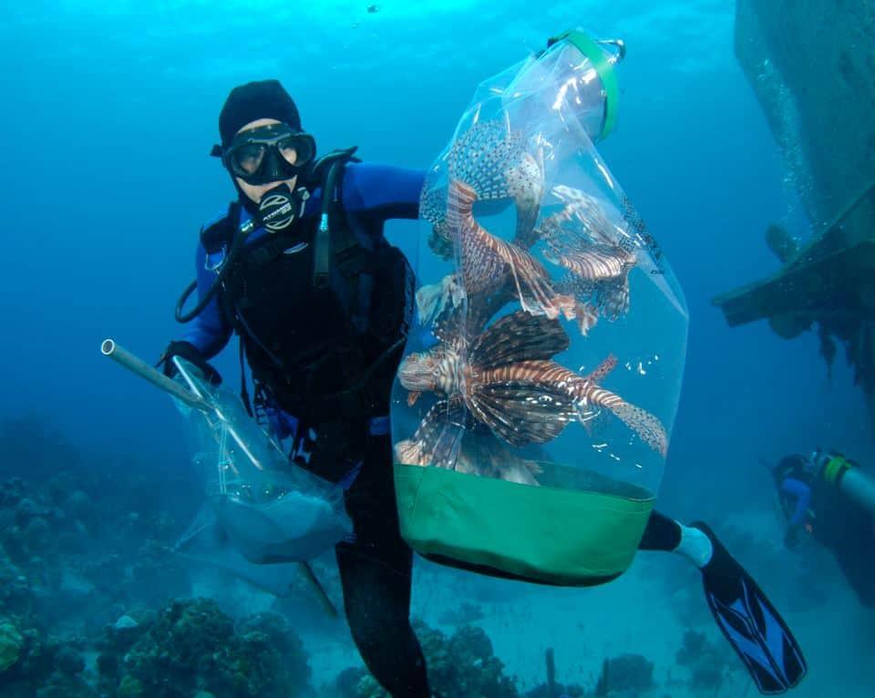 Diver underwater collecting starfish in a large plastic bag.