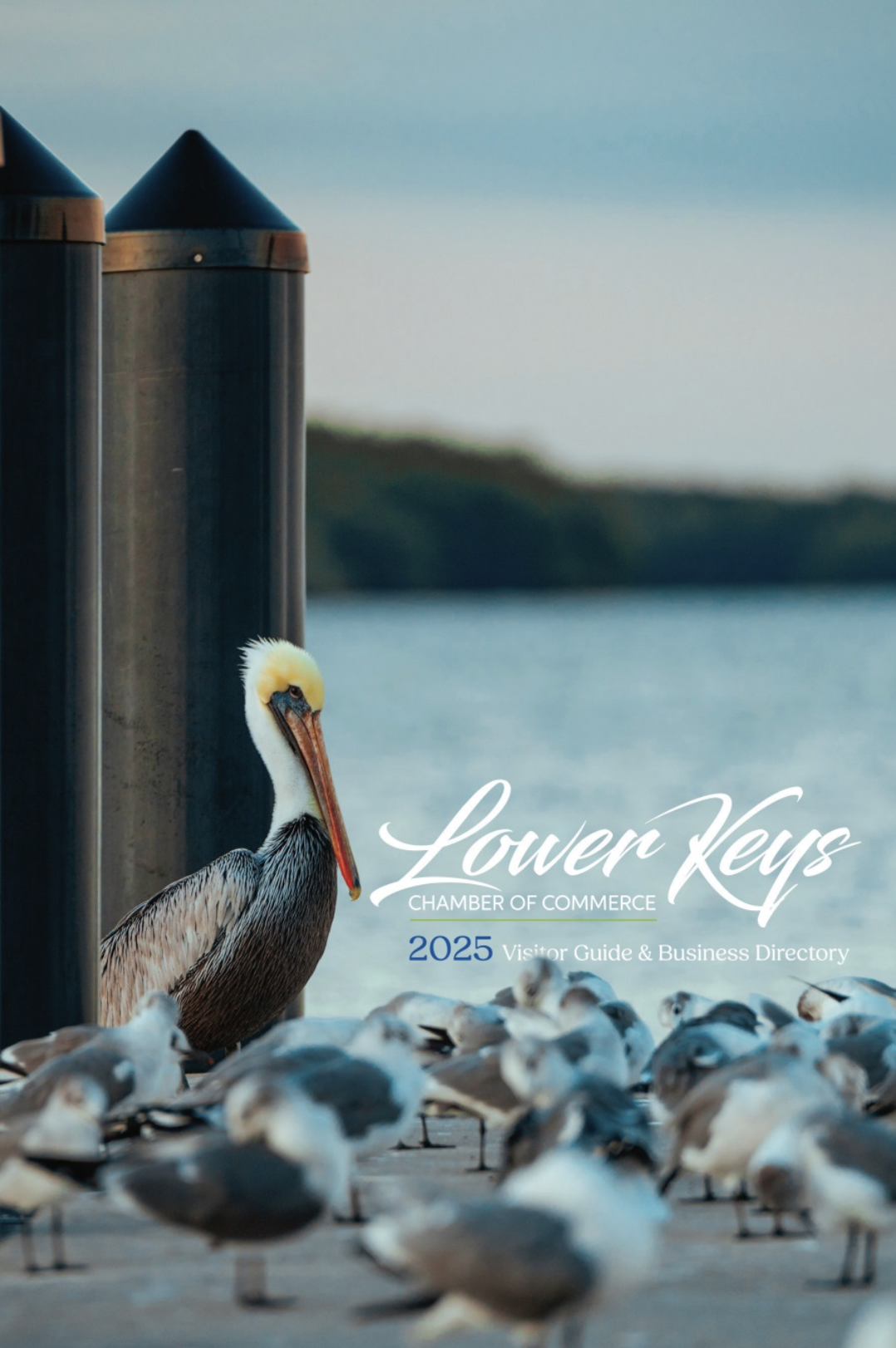 Pelican and seagulls by the water with a dock in the background.