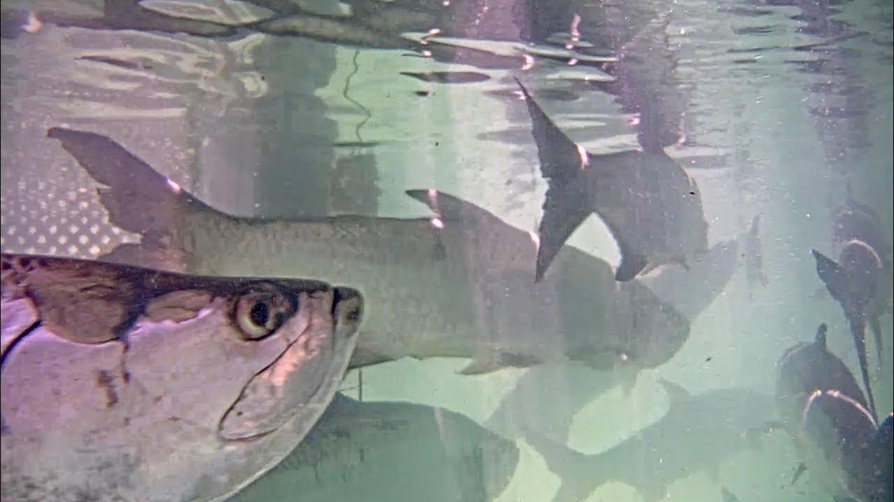 Underwater tarpon swimming in clear water with reflections.