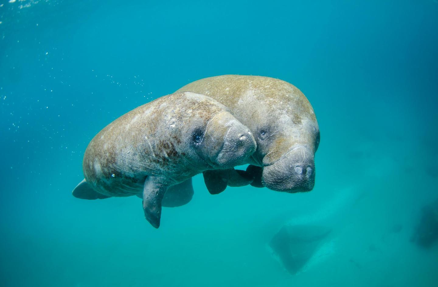 Two manatees swimming underwater in clear blue water.