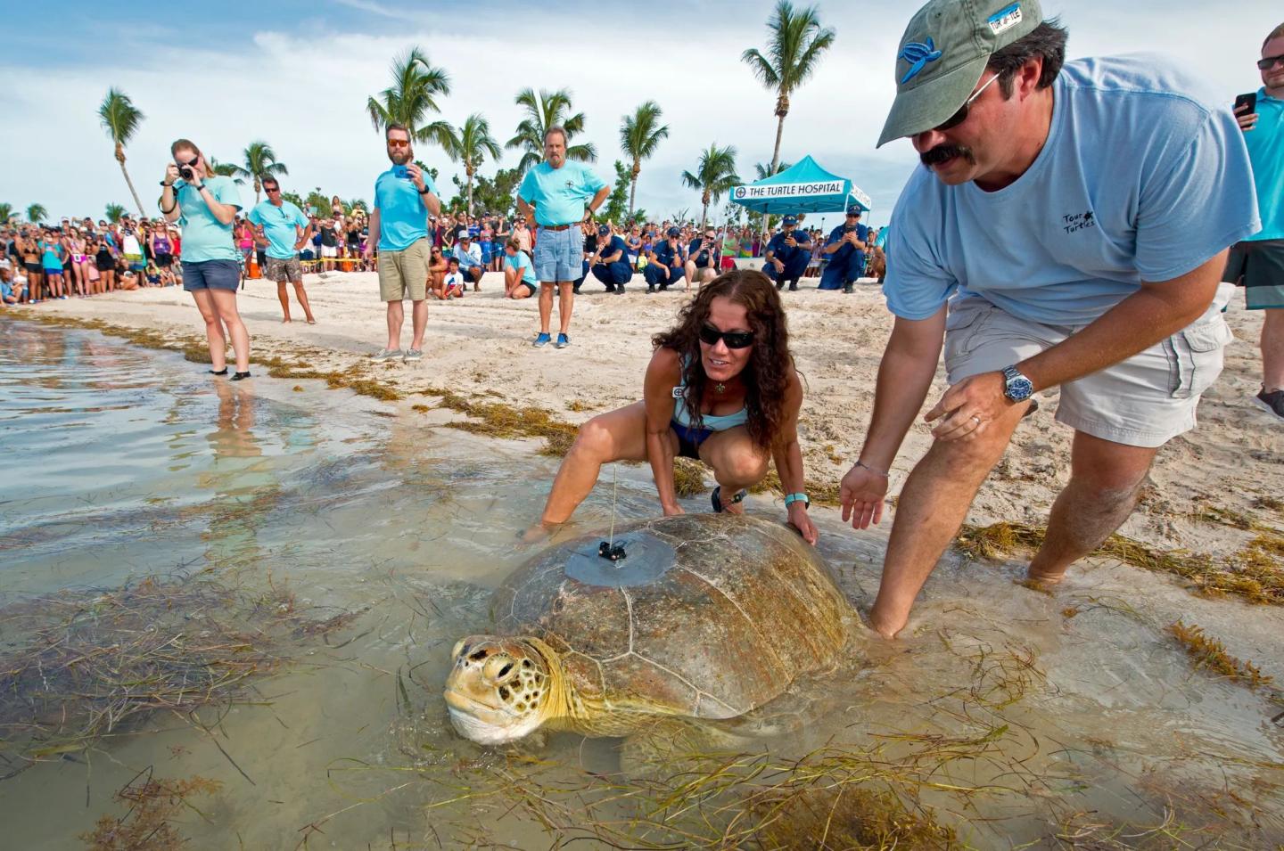 People releasing a sea turtle on a beach, with onlookers in the background.