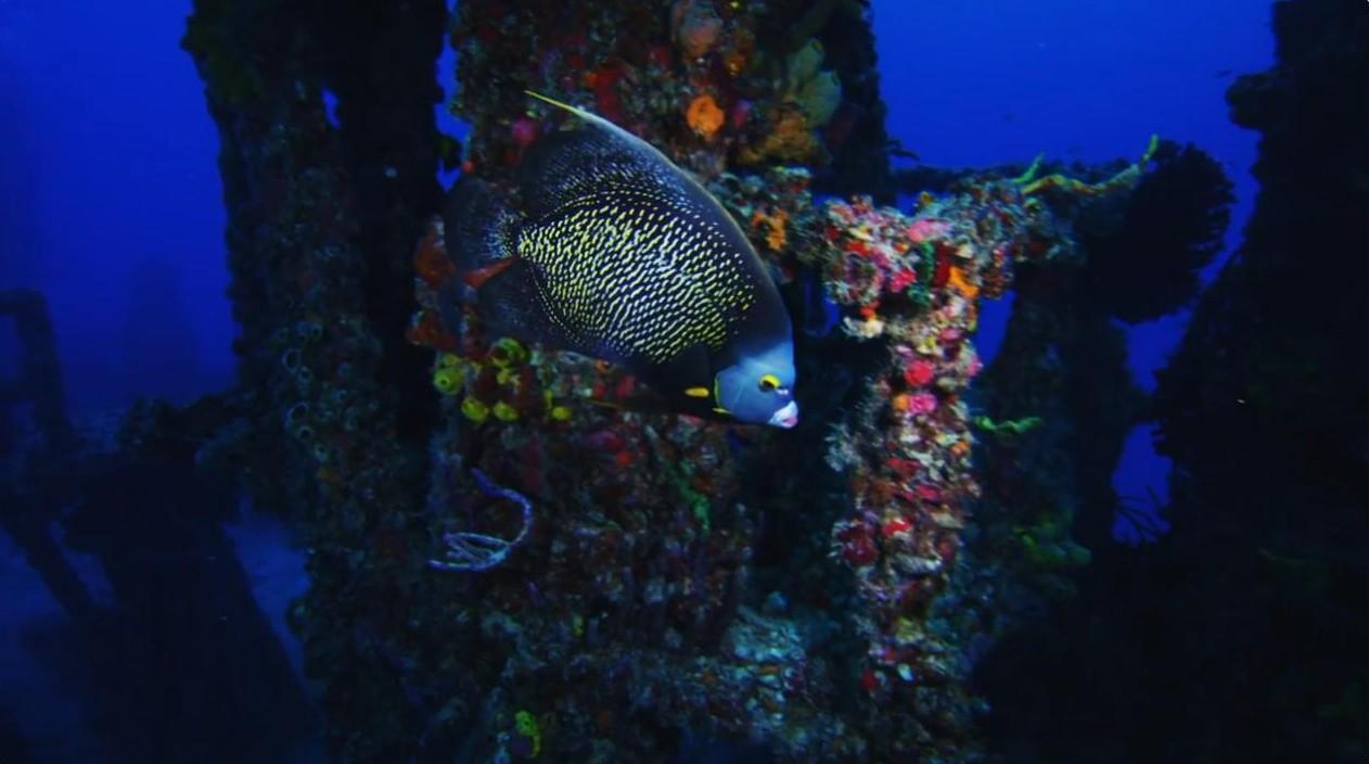 Tropical fish swims near coral-covered shipwreck.