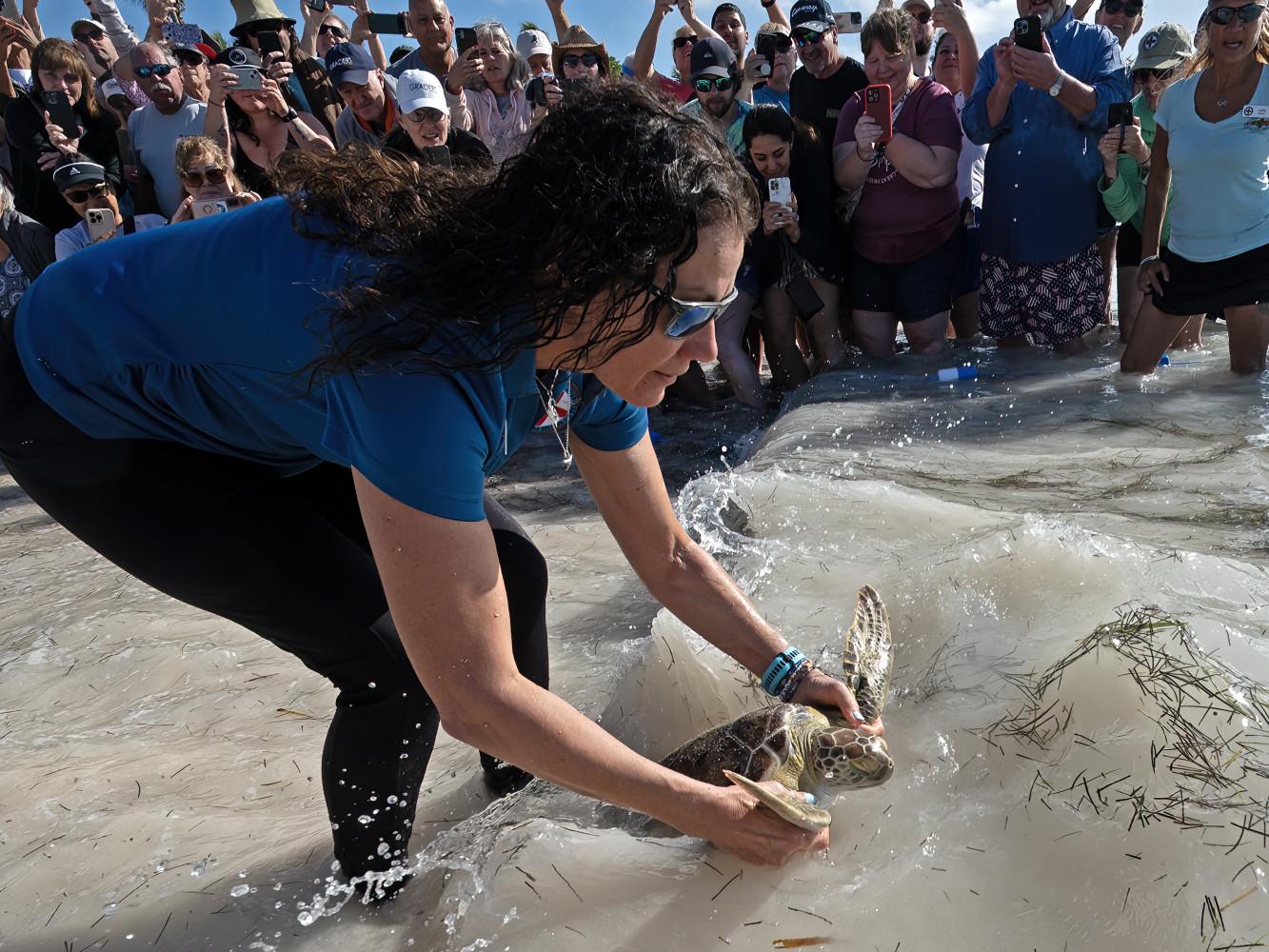 Woman releasing a sea turtle into the ocean at a beach, surrounded by a crowd.