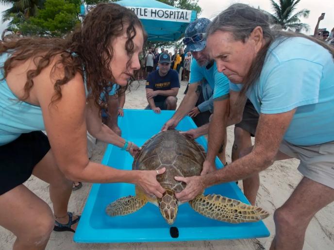 Volunteers carry a sea turtle on a blue stretcher at a beach.