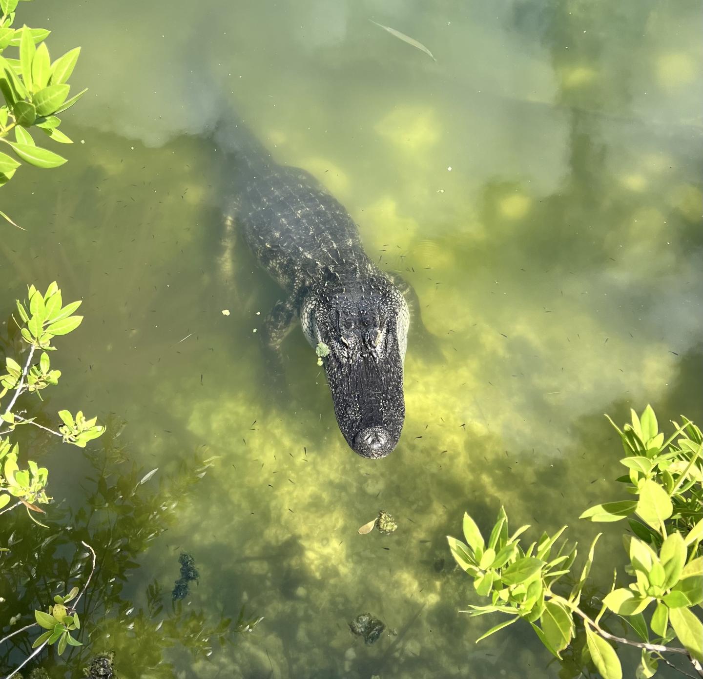 Alligator submerged in murky water, surrounded by green leaves.
